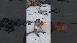 Affe trinkt Fanta am Monkey Beach in Thailand