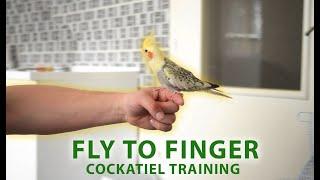 Teach your Cockatiel to Fly to You - Simple way