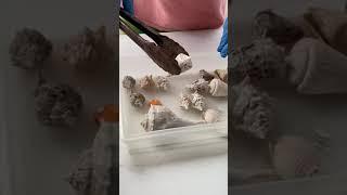 How to Clean Shells with Muriatic Acid