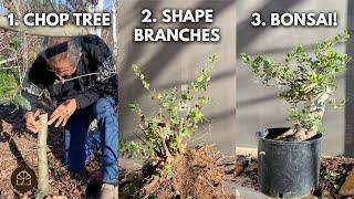 3 Easy Steps to Make a Bonsai from a Garden Oak Tree