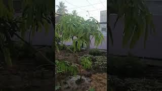 The Majestic Mango Tree: A Journey of Growth and Deliciousness