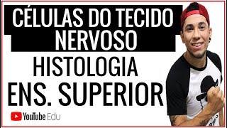 Aula: Células do Tecido Nervoso│Aula de Biologia