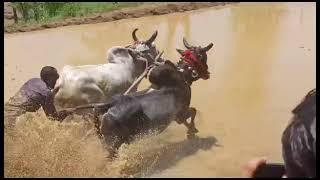 Ox race in rajouri danitar 2023