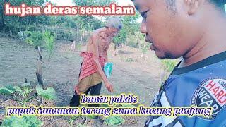 HUJAN DERAS SEMALAMAN ‼️ LANJUT BERAKTIVITAS BANTU MENABUR PUPUK @mang tomo channel