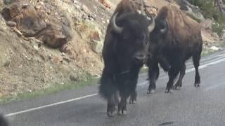 Bison Yellowstone walking down the road.