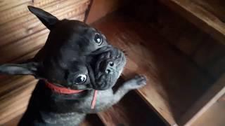 Французский бульдог Ася и лестница. French bulldog