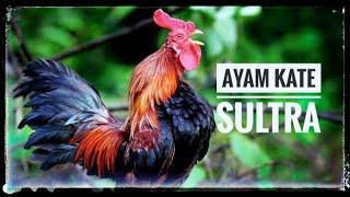 SUARA AYAM JANTAN BERKOKOK ( ROOSTER CROWING) 