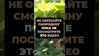 НЕ ОБРЕЗАЙТЕ СМОРОДИНУ пока не ПОСМОТРИТЕ ЭТО ВИДЕО