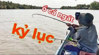 Kỷ Lục Ổ Cá Ngát Ở Giữa Sông - Bí Quyết Câu Cá Ngát Sông Khi Gặp Nước Đục | săn bắt ba vát |