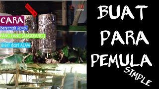 beternak semut rangrang penghasil kroto