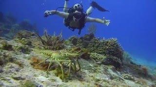 Charlie and HUGE lobster