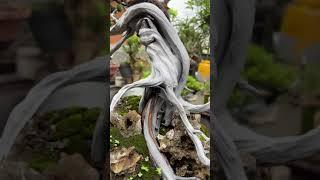 #shorts BONSAI My tancho details , naturally cracked deadwood in extreme bunjin style 
