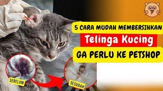 CARA MEMBERSIHKAN TELINGA KUCING,TIPS CARA MEMBERSIHKAN KUPING KUCING DAN KOTORAN TELINGA KUCING