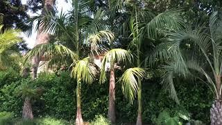 Growing King Palms & Other Tender Subtropicals in Colder Climate Zones