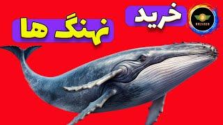 نهنگ ها این ارزها رو سنگین خریدند