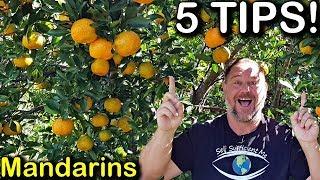 5 Tips How to Grow a TON of Mandarins on Just One Tree Organically