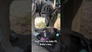 1 Year Old Timber Wolf & 5 month Old XL Bully #xlbully #pitbull #wolf #dogtraining #bullybreed