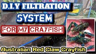 DIY Filtration System for my Crayfish, Crayfish Farming Philippines