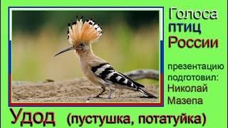 Удоды. Голоса птиц России