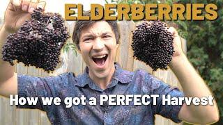 I've Never Seen Such a Beautiful ELDERBERRY Harvest!!! PROTECT YOUR BERRIES