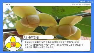 다문화보드게임 다블,다미큐브(캄보디아)