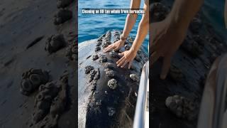 Removing Barnacles on 80-ton Whale