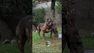 bulldog power transformation ️