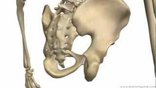 Bones of the Pelvis - Hip Bones - Anatomy Tutorial