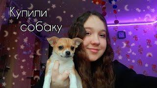 КУПИЛИ СОБАКУ !!! | dashonok