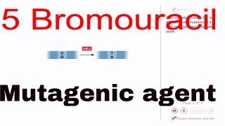 Mutagen 5 bromouracil animation