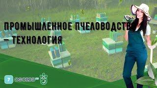Промышленное пчеловодство — технология