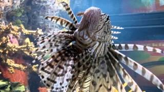 Pterois radiata - Clearfin lionfish - at Ripleys Aquarium of Canada