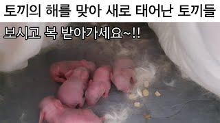 저희집 토끼 렉시가 출산하는 장면이 찍혔어요 ㅠ( Rabbit giving birth on Year of the Rabbits) #귀여운영상 #토끼 #토끼의해 #출산 #신기한영상