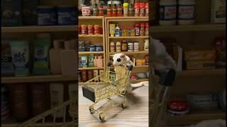  Sugar Glider Grocery Store |Sugar Glider Diaries #cute #cuteanimals #minibrands #minigroceryhaul