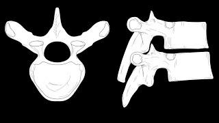 Vertebral landmarks