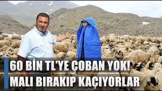60 Bin TL'ye Çoban Bulamıyor! Dağda Malı Bırakıp Kaçıyorlar / AGRO TV HABER