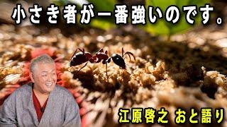 江原啓之 おと語り 2024.10.22   今日の格言は 「小さき者が一番強いのです。」#江原啓之#美輪明宏#ゲッターズ飯田