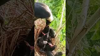 Crow Feeding Cuckoo Babies