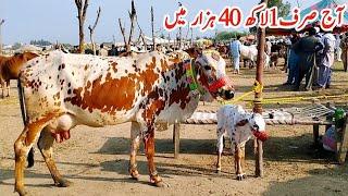 15-09-2024 imported and Cross MilkingCows Fresh Rate on Gondal Mandi!Gondal Mandi latest update!#cow