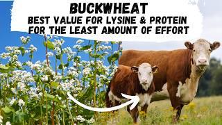 Buckwheat: Best for lysine and protein you can grow for the least amount of effort