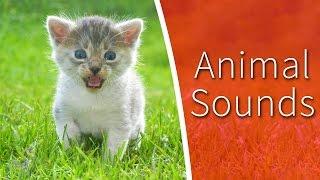 Animal Sounds for Kids - 34 amazing animals