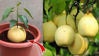 How to growing pears tree from pear fruit | Growing Pears