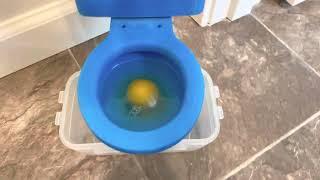 Miniature Concord Toilet Flushing An Egg