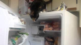 CAT OPENS FREEZER AND GETS FISH FILETS