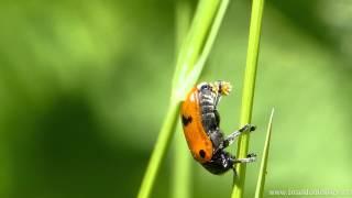 Vierpunkt Ameisenblattkäfer (Clytra quadripunctata)