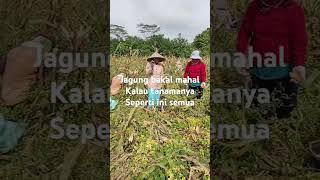 Jagung mahal #shorts