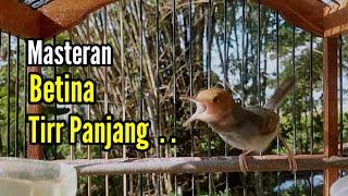 PRENJAK GACOR [ Prenjak Betina Gacor Tiir Panjang, suara Jernih, Cocok Buat Masteran & Pancingan ]