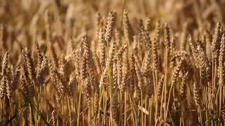 Wheat, agriculture copyright free video