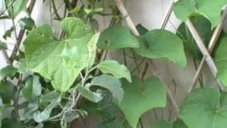 How to grow Chayote Squash Vines