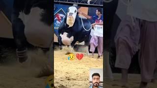 Rambo Chala gaya  | qurbani 2024 | bakra eid 2024 | cow videos #shorts #shortvideo